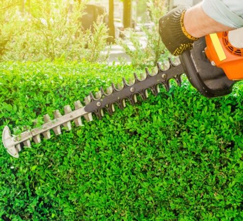 Auffray elagage22jpg