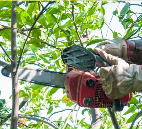 Chantier eleagage Auffray elagage23jpg